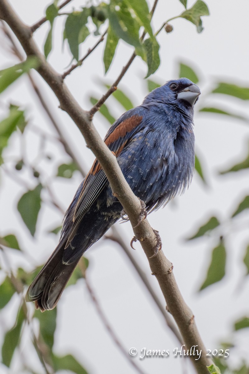Blue Grosbeak - ML640055849