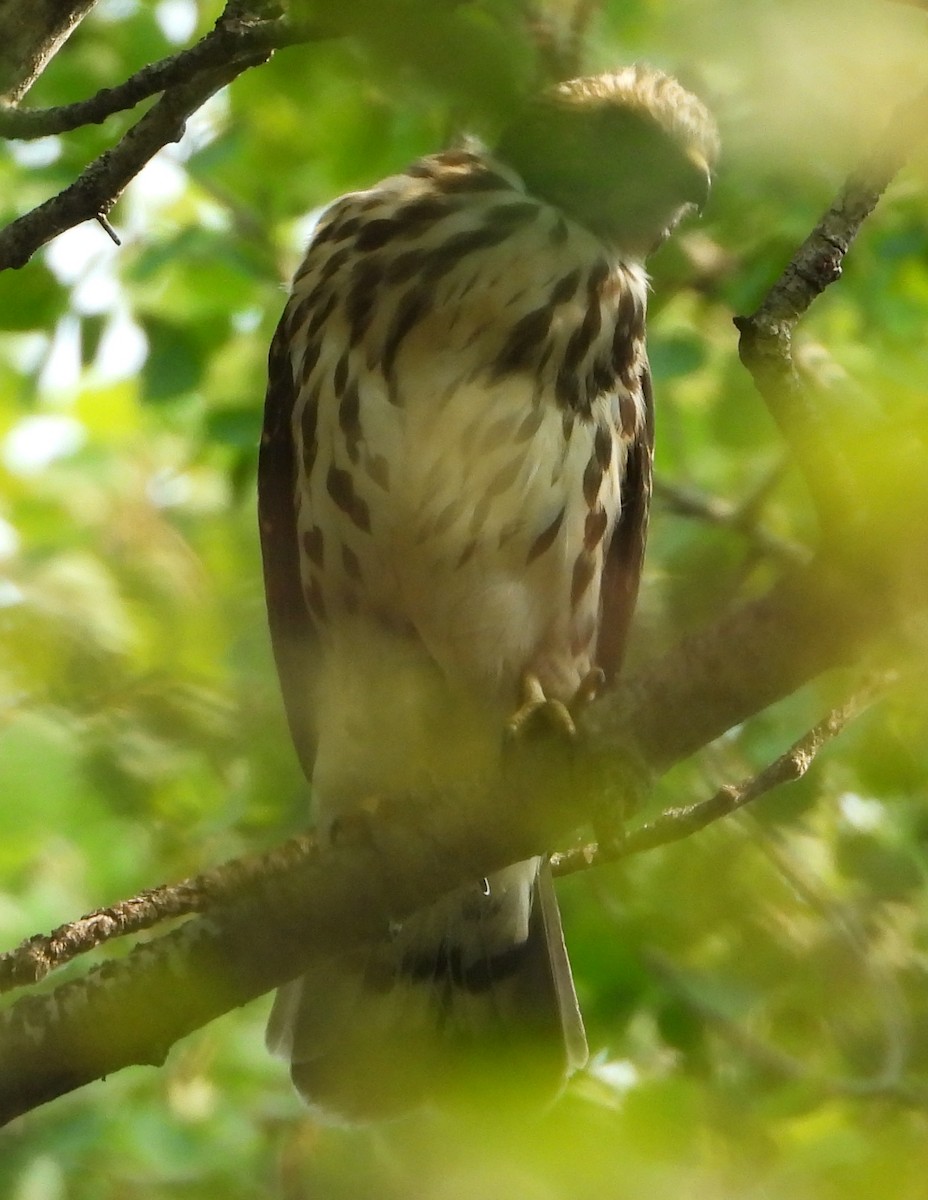 Broad-winged Hawk - ML640055862