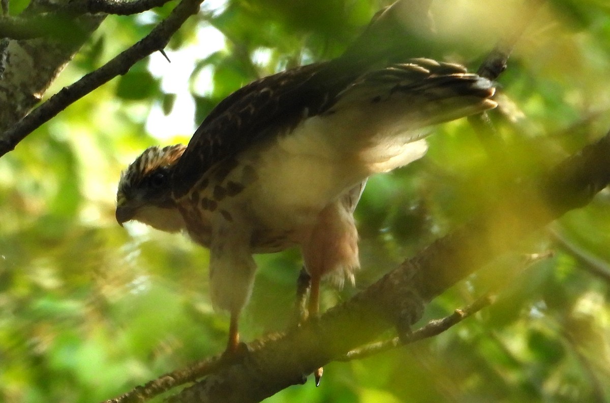 Broad-winged Hawk - ML640055871