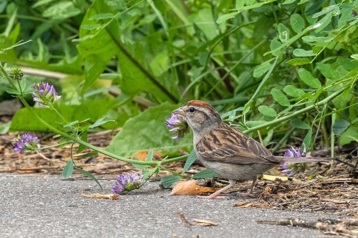 strnádka vrabcovitá - ML640055872