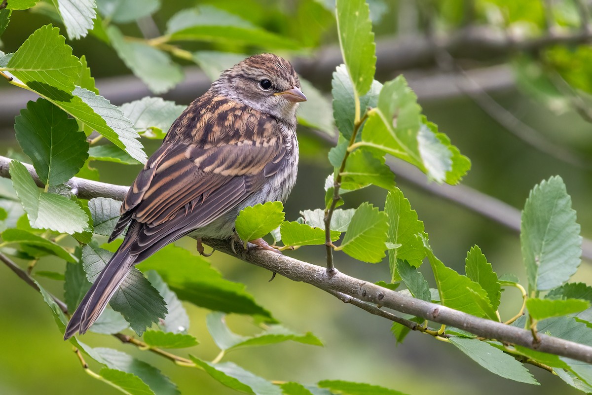 strnádka vrabcovitá - ML640055873