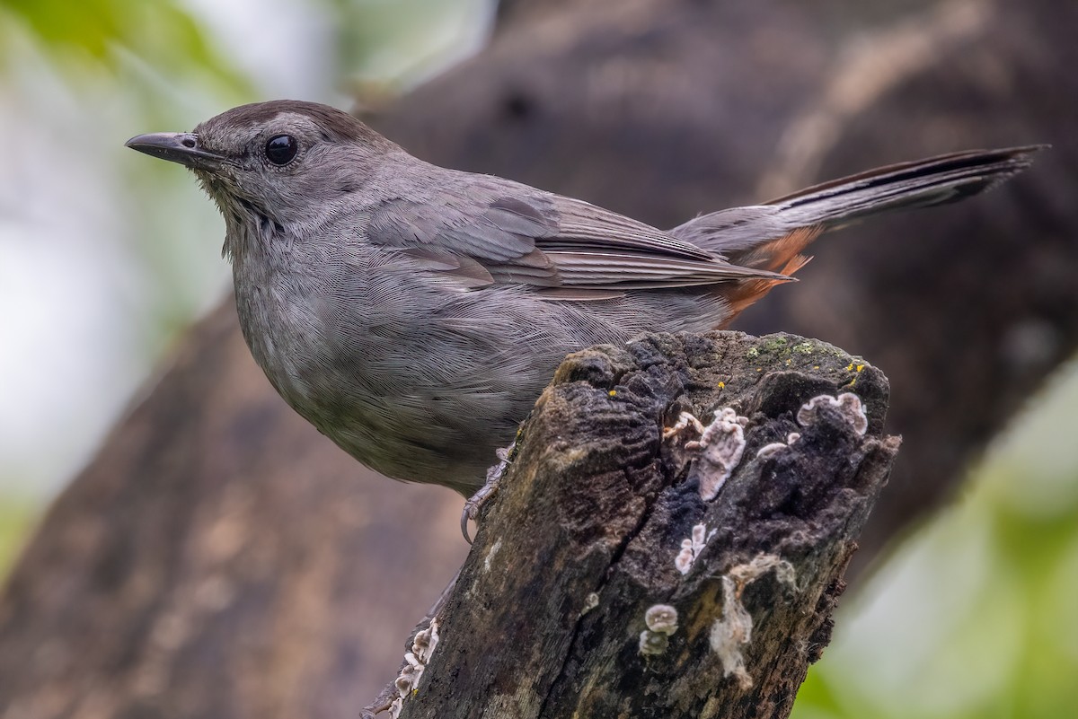 drozdec černohlavý - ML640055891