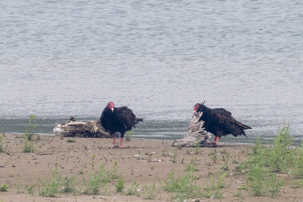 kondor krocanovitý - ML640055920