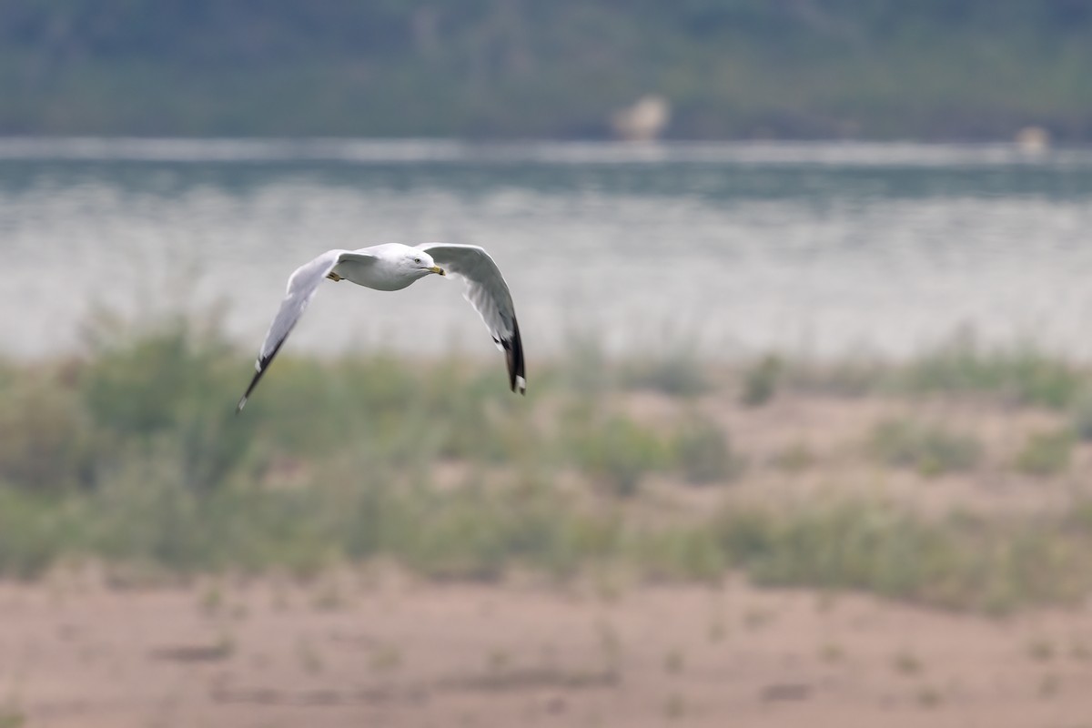 racek kroužkozobý - ML640055950