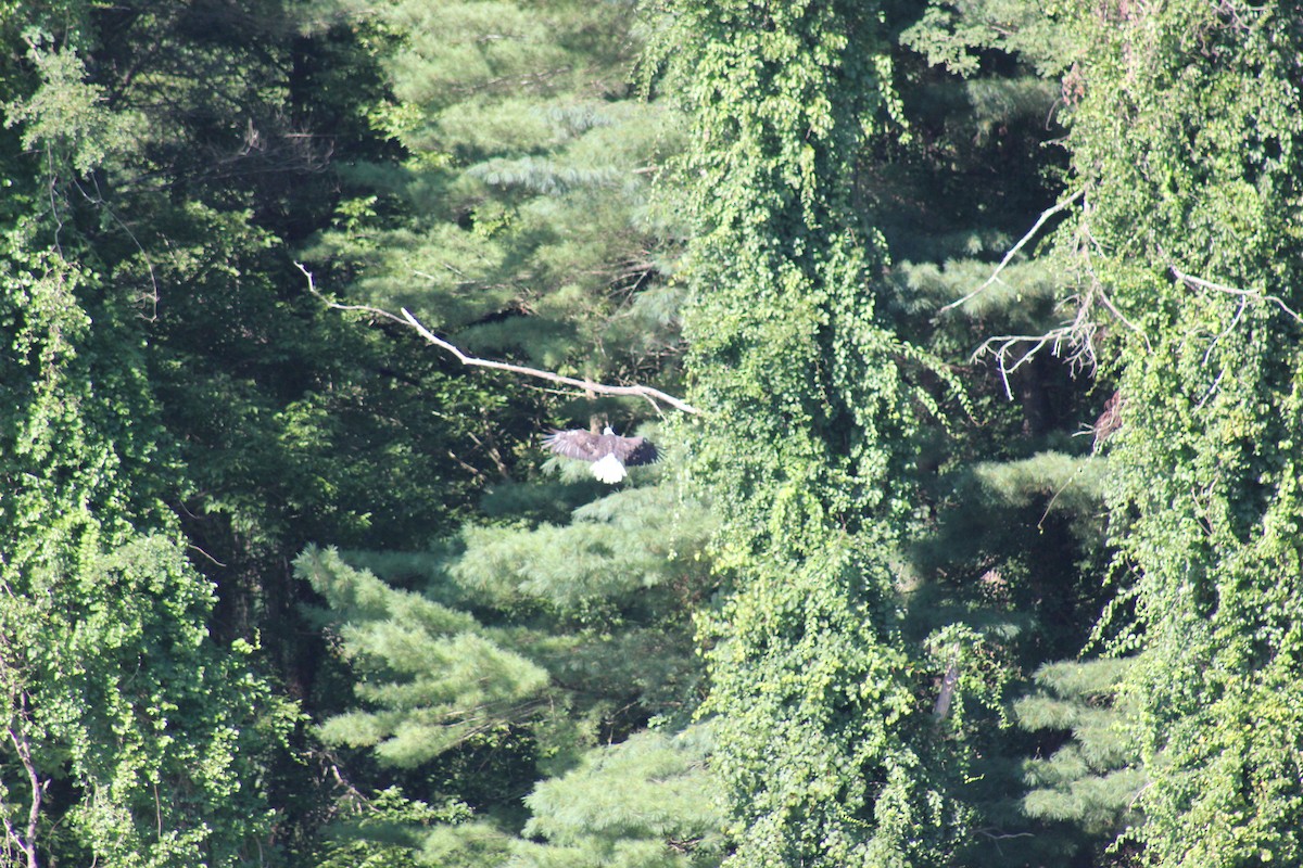 Bald Eagle - ML640055995