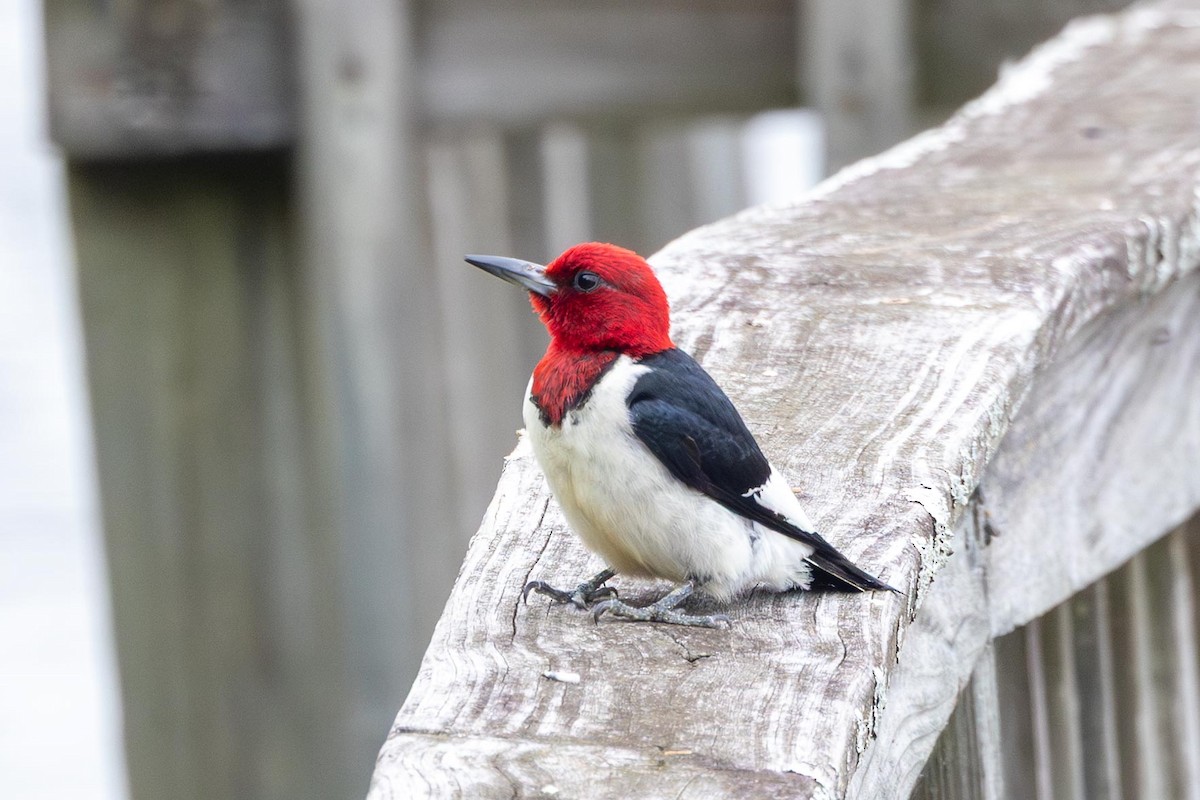 Red-headed Woodpecker - ML640056048