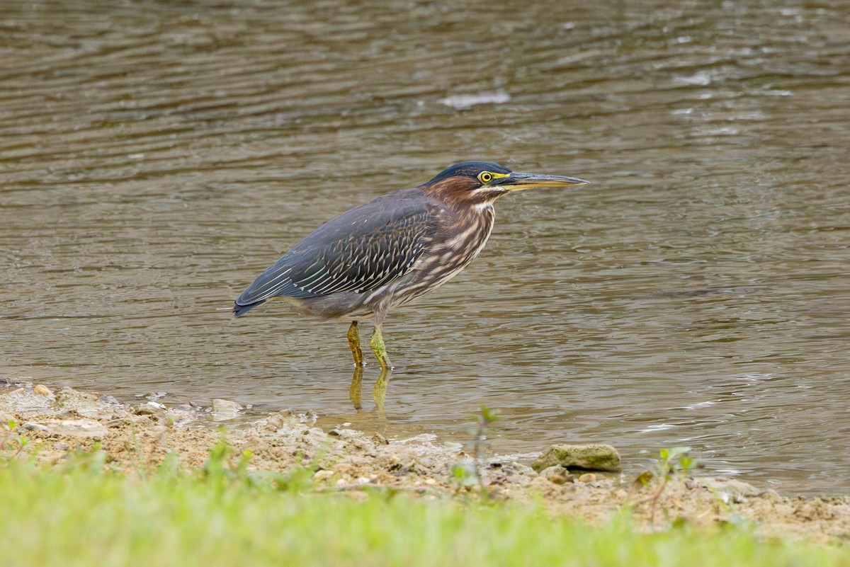 Green Heron - ML640056053