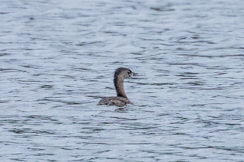 Pied-billed Grebe - ML640056062