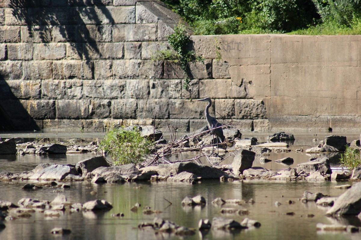Great Blue Heron - ML640056067