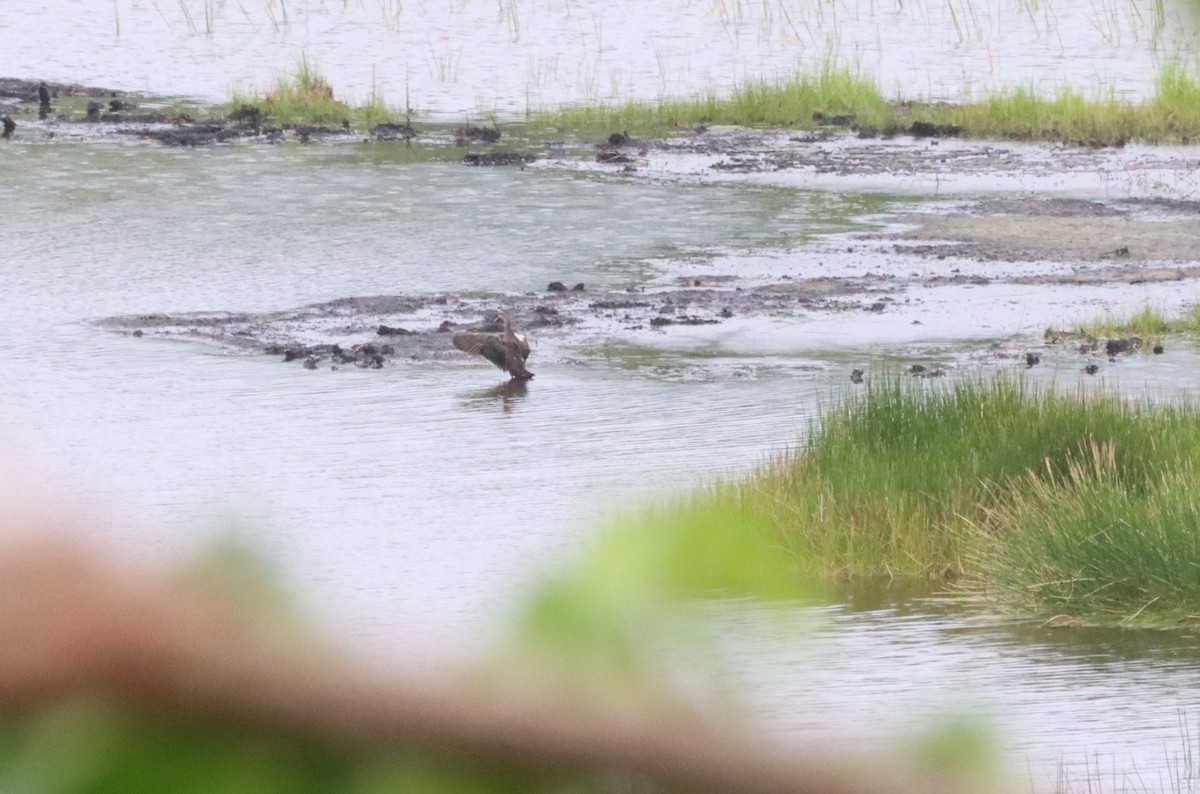 Pacific Black Duck - ML640056081