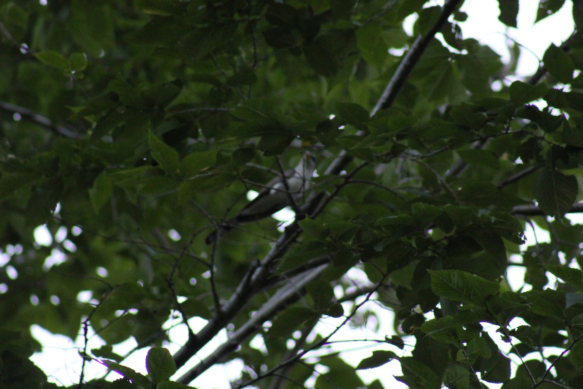 Yellow-billed Cuckoo - ML640056089