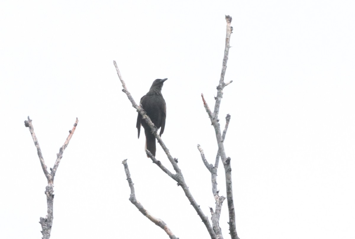 Samoan Starling - ML640056114