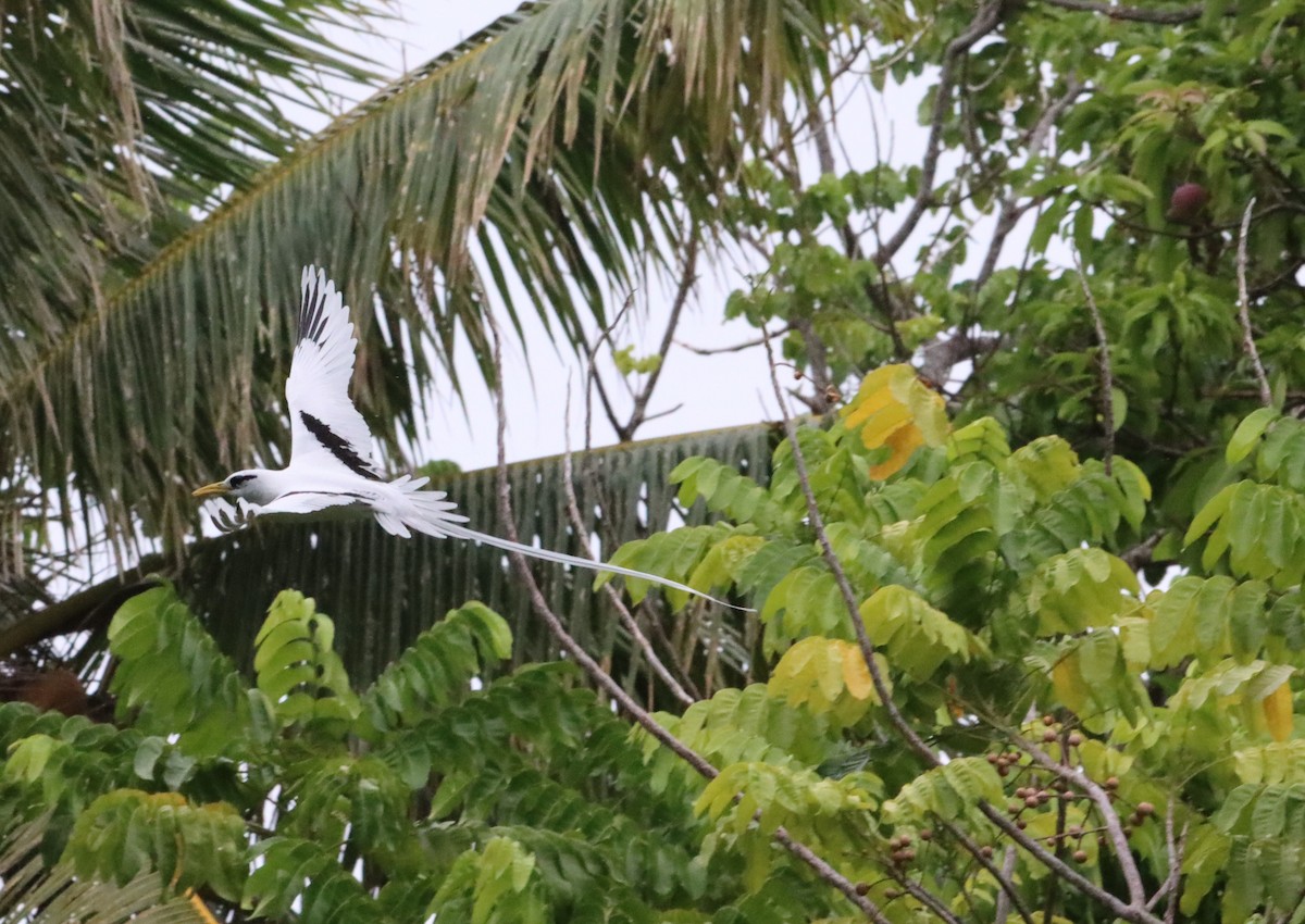 White-tailed Tropicbird - ML640056130