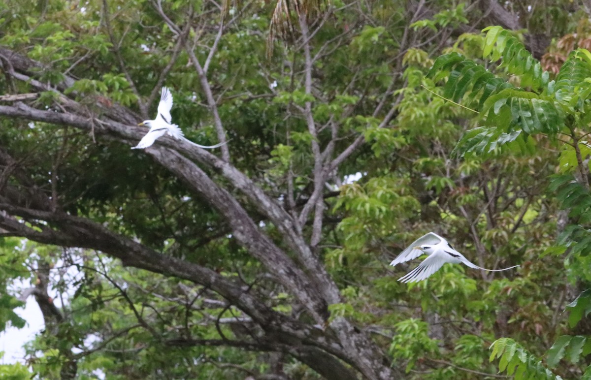 White-tailed Tropicbird - ML640056131