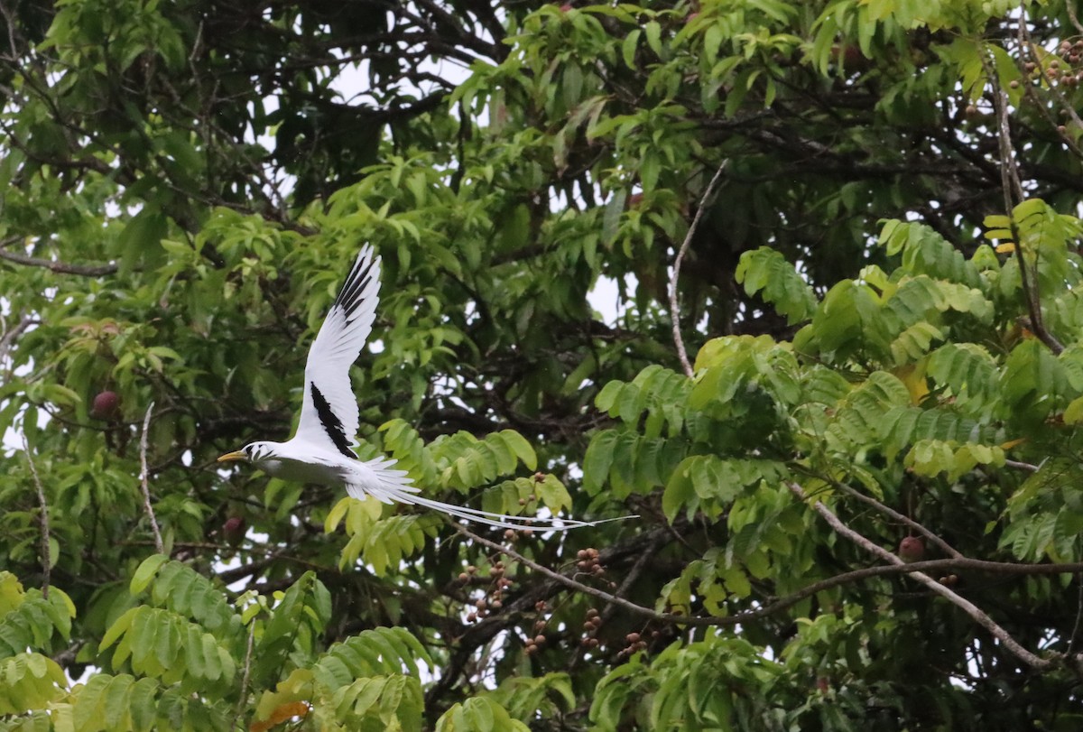 White-tailed Tropicbird - ML640056132