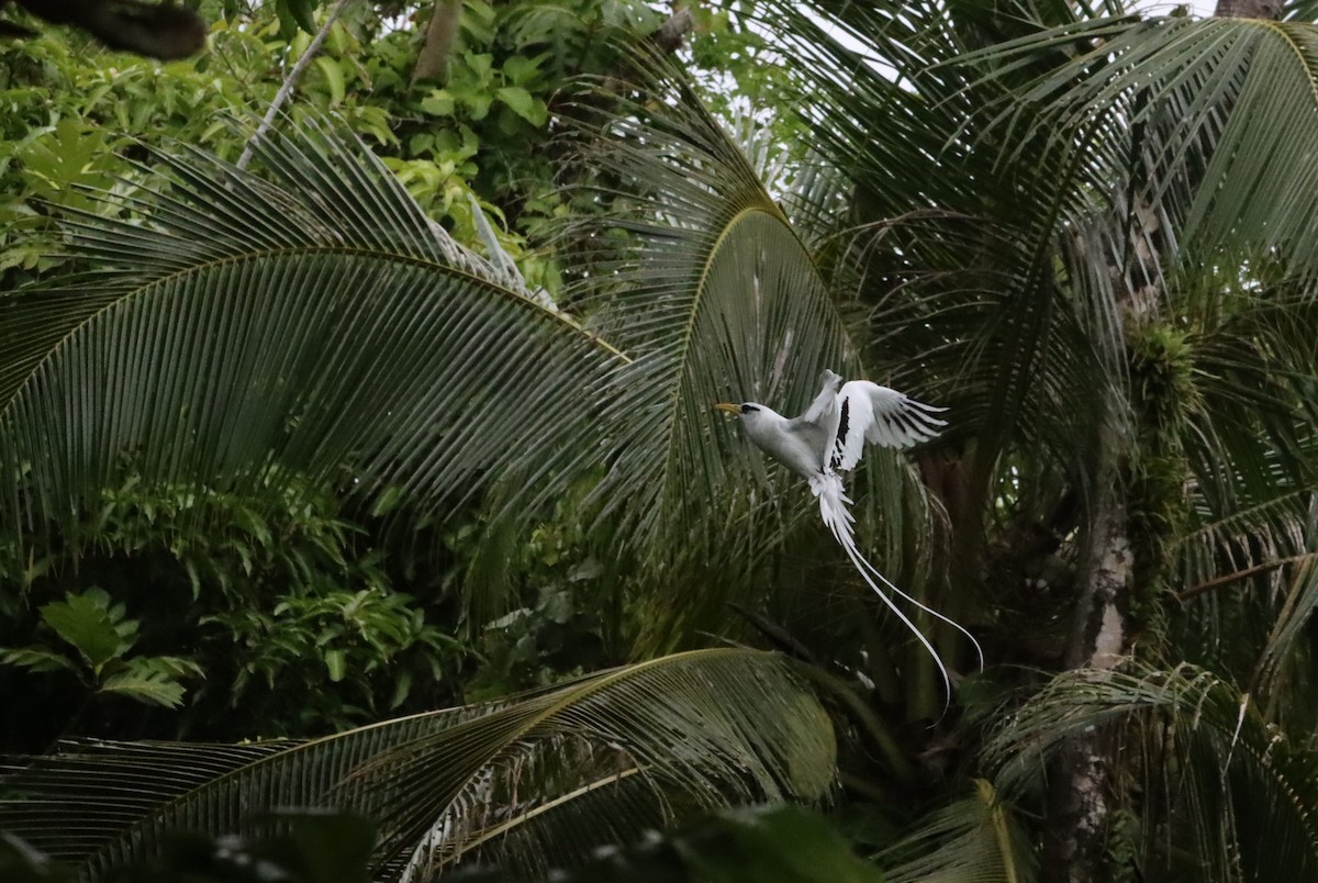 White-tailed Tropicbird - ML640056133