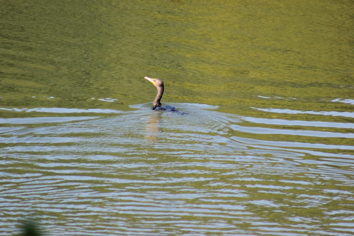 Double-crested Cormorant - ML640056134