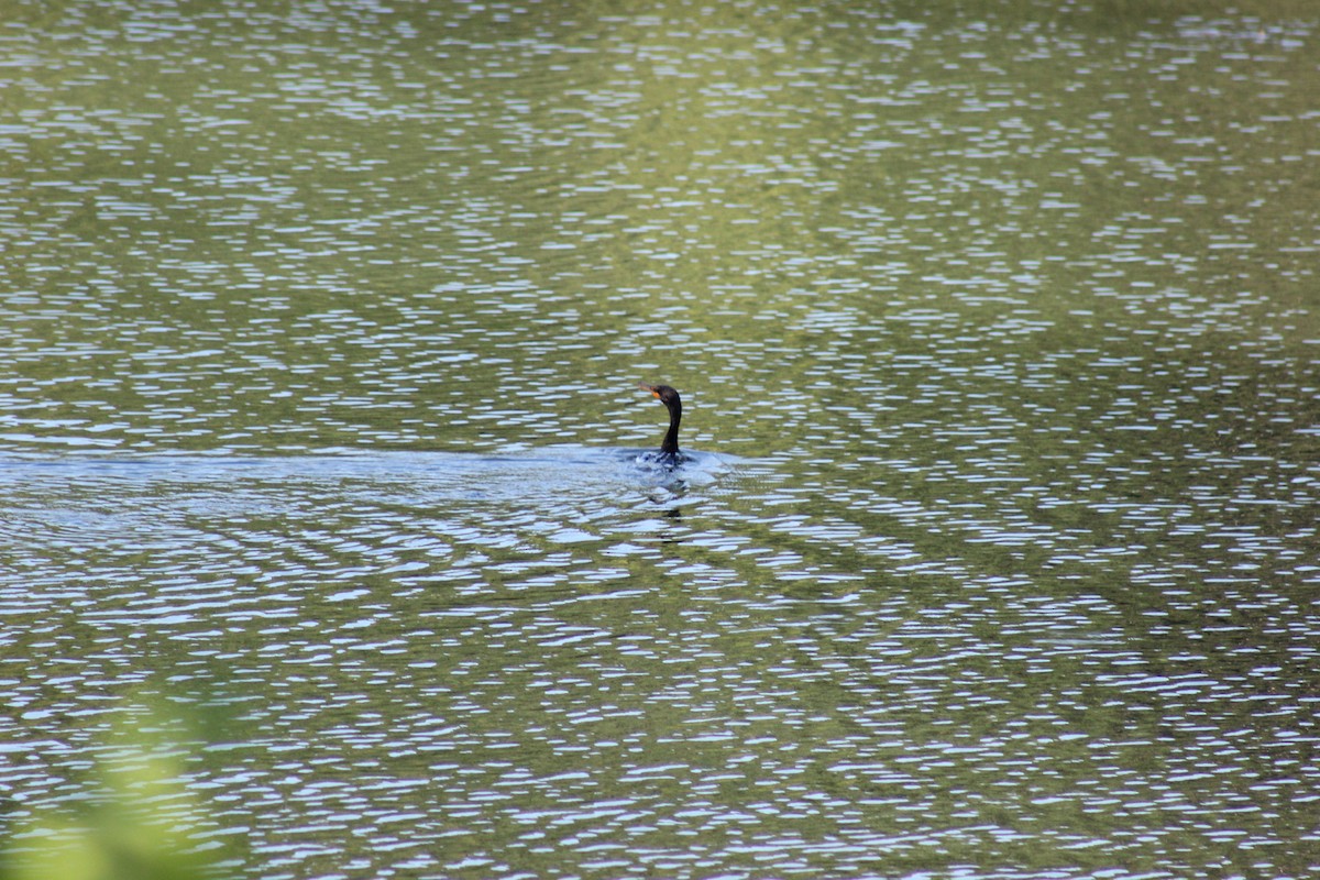 Double-crested Cormorant - ML640056137