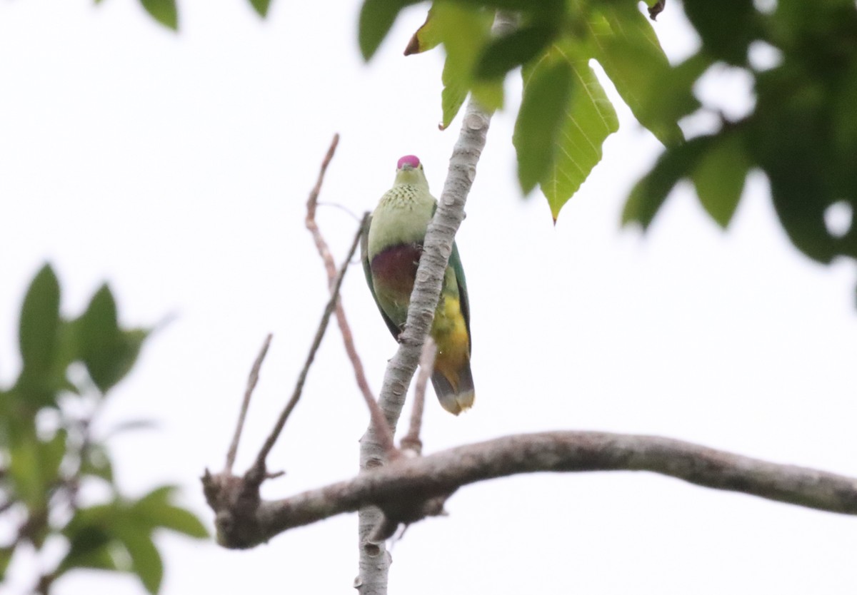Crimson-crowned Fruit-Dove - ML640056158