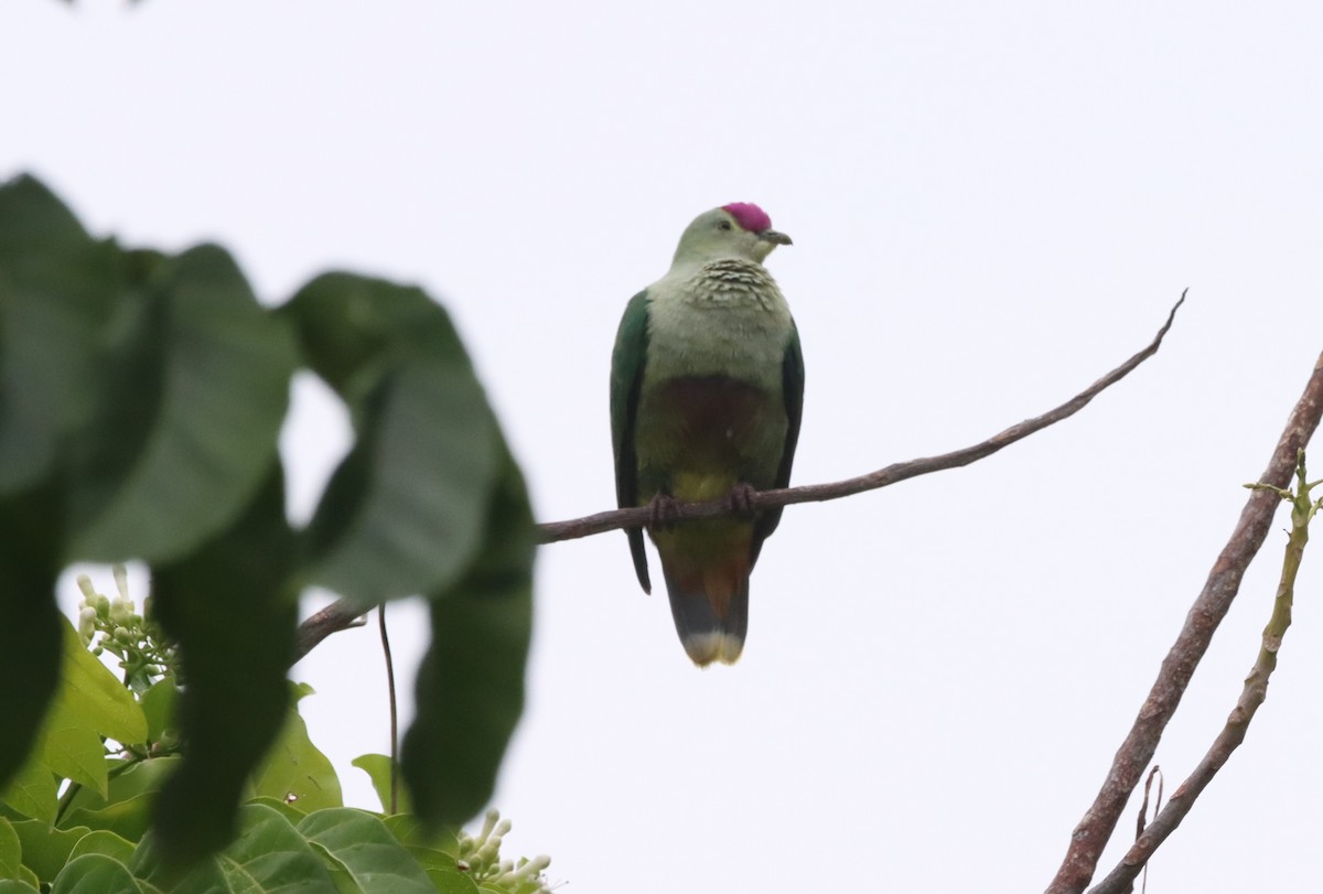 Crimson-crowned Fruit-Dove - ML640056168