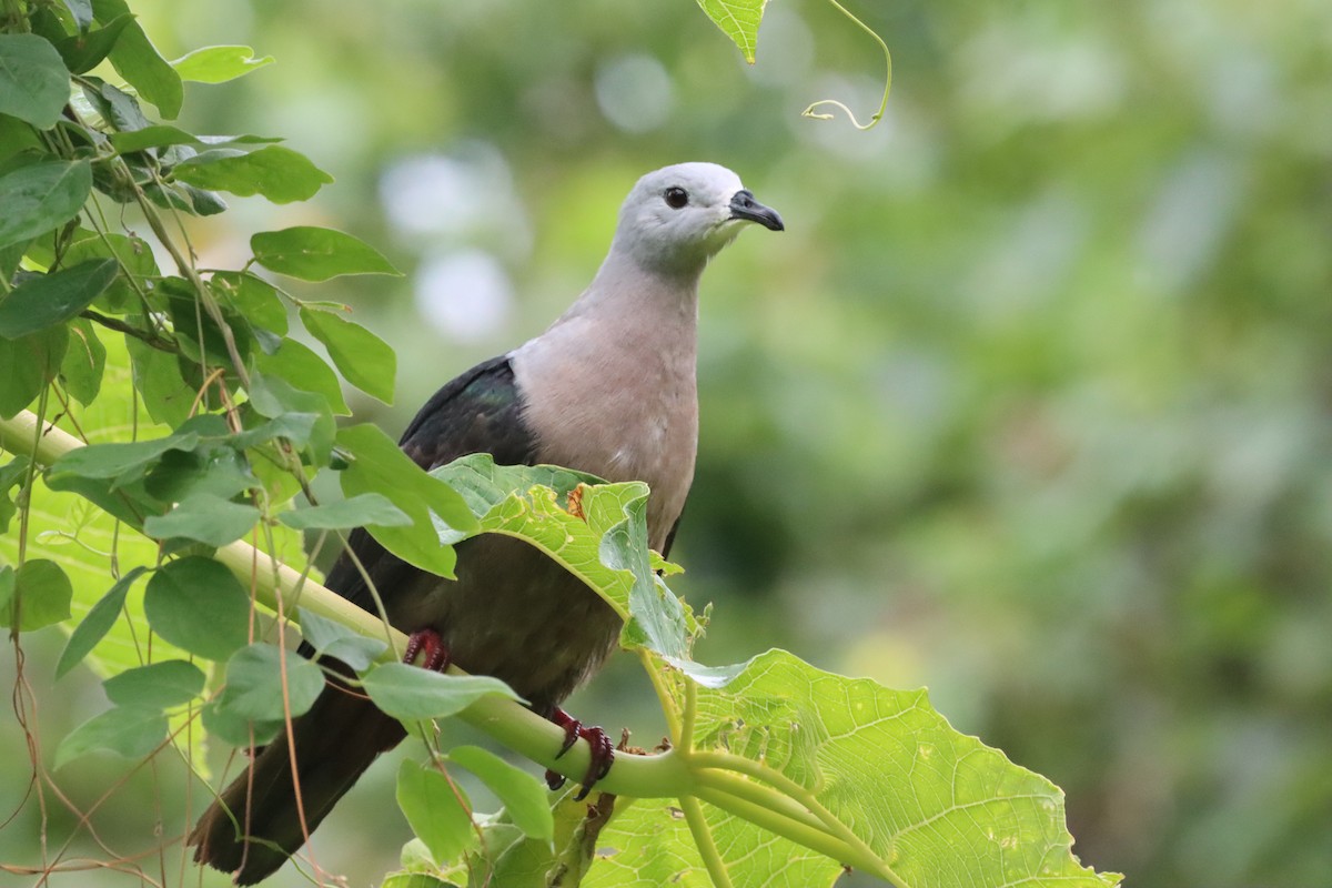 Pacific Imperial-Pigeon - ML640056179