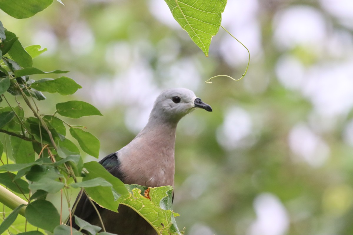 Pacific Imperial-Pigeon - ML640056180