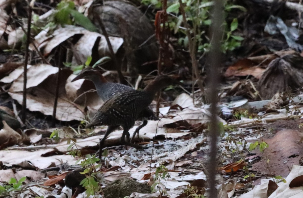 Buff-banded Rail - ML640056248