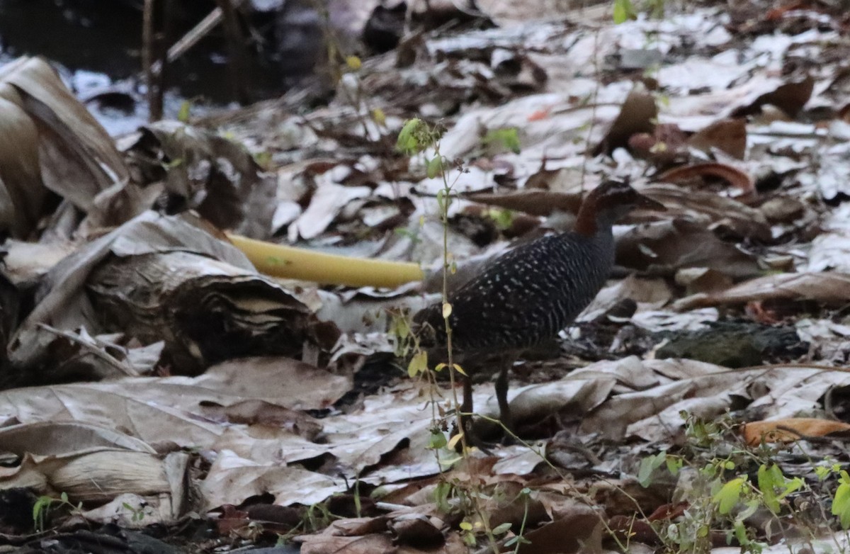 Buff-banded Rail - ML640056256