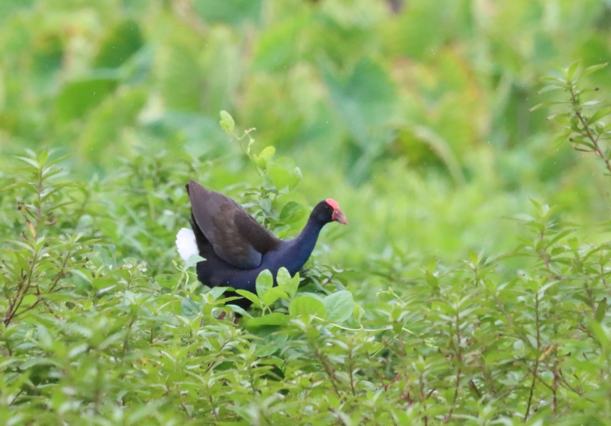 Australasian Swamphen - ML640056266