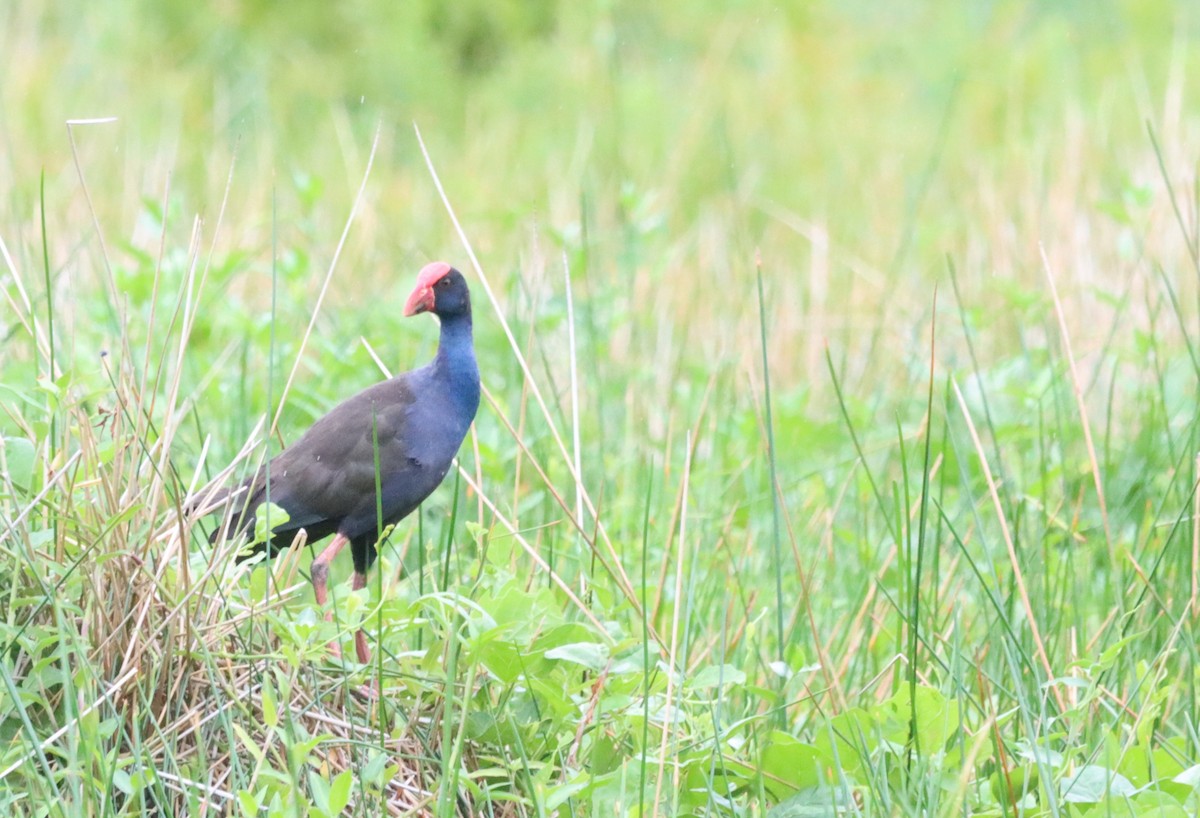 Australasian Swamphen - ML640056267