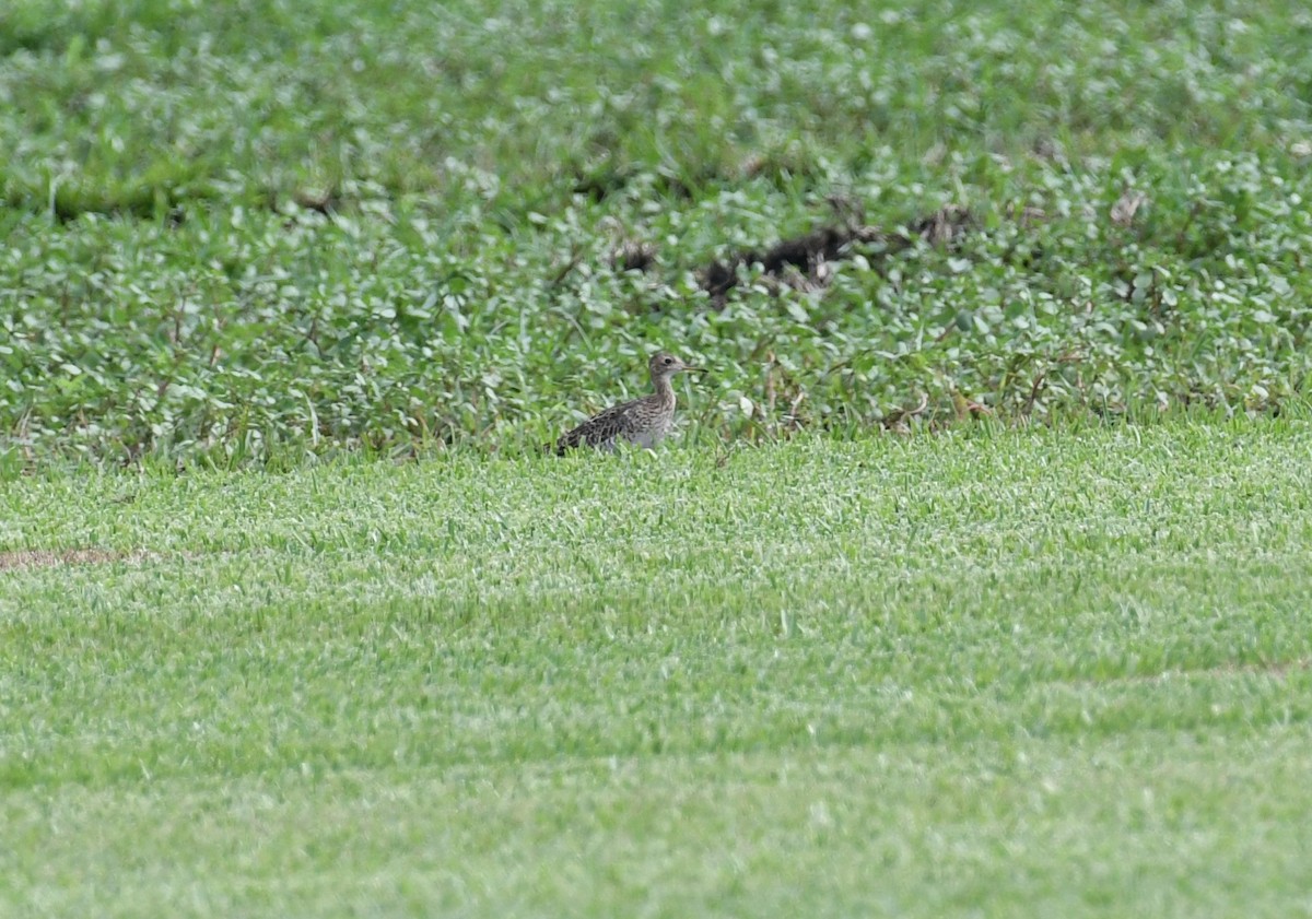 bartramie dlouhoocasá - ML640056305