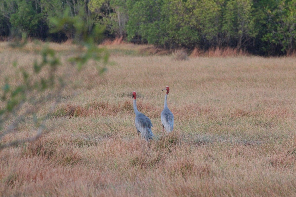 Grulla Sarus - ML640056310
