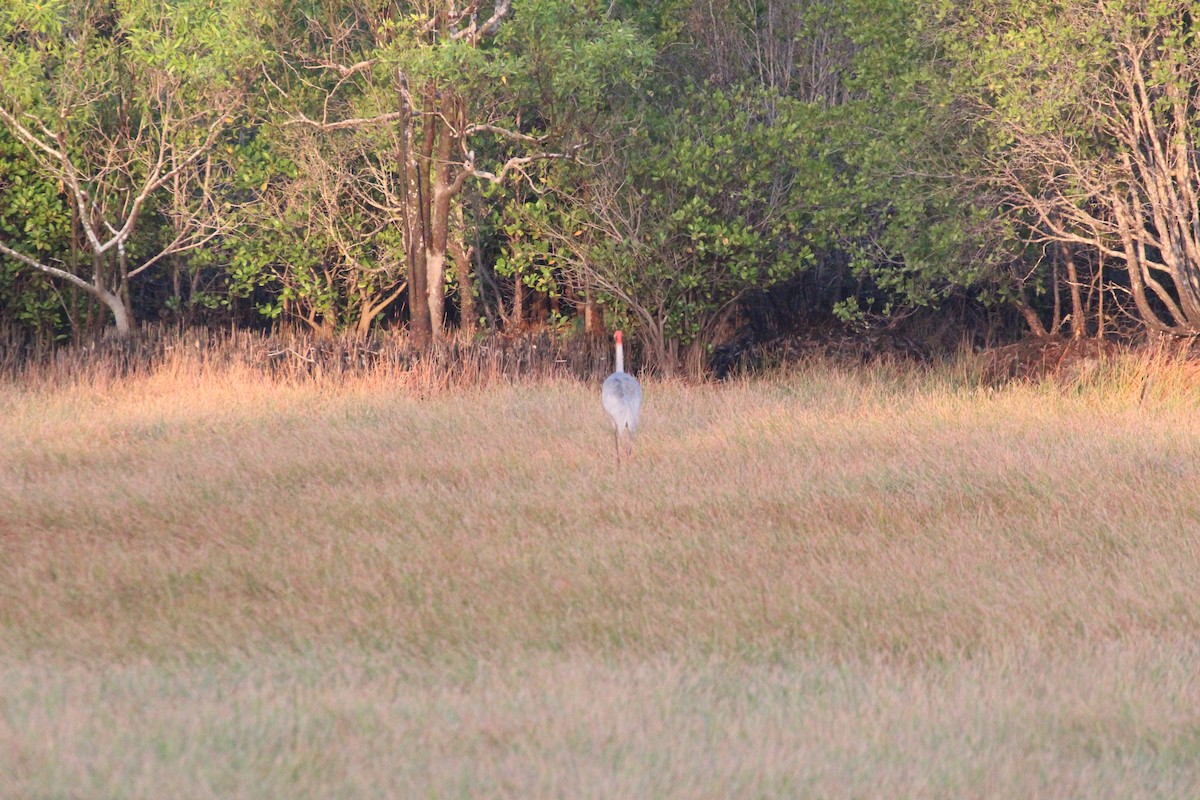 Grulla Sarus - ML640056311
