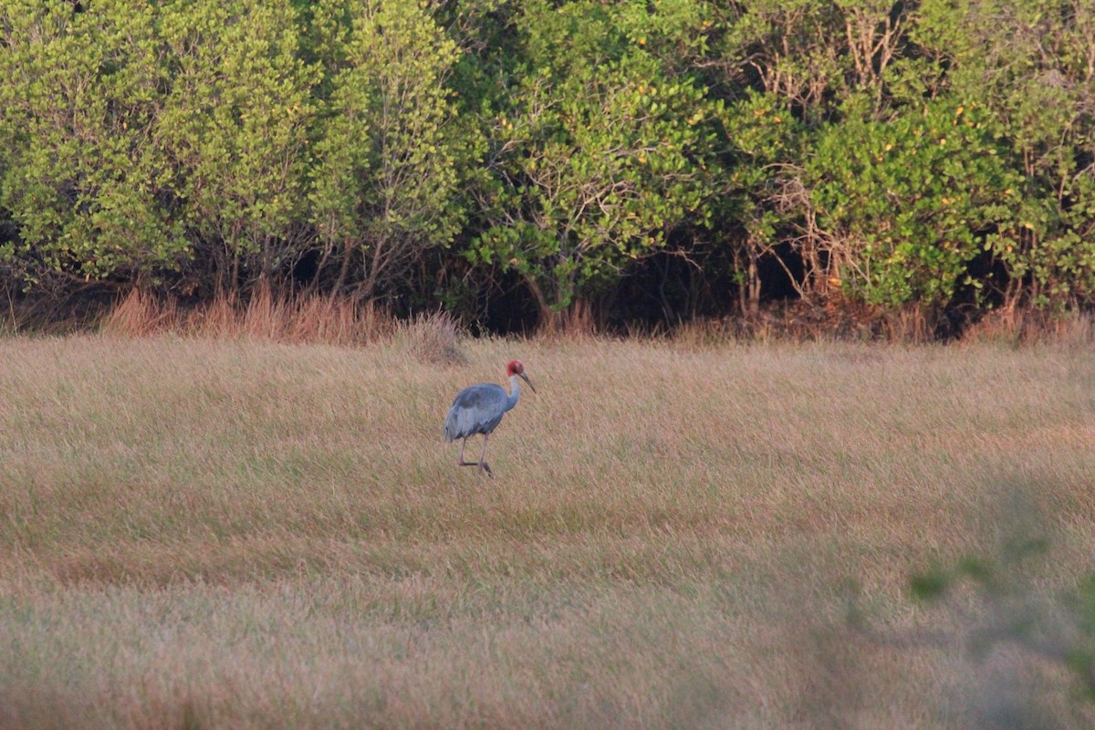 Grulla Sarus - ML640056312
