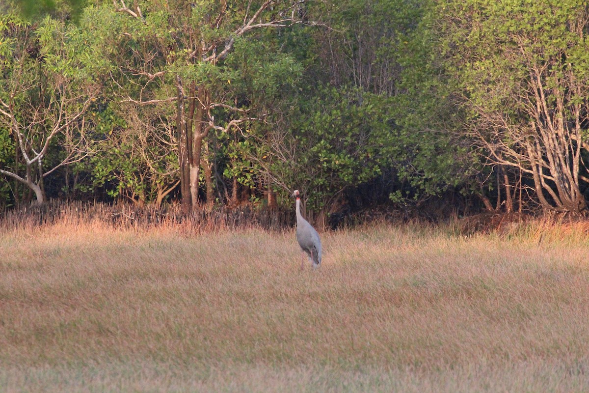 Grulla Sarus - ML640056313