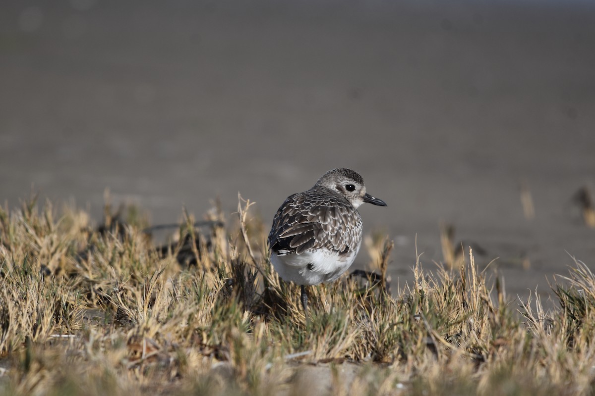 Black-bellied Plover - ML640056461