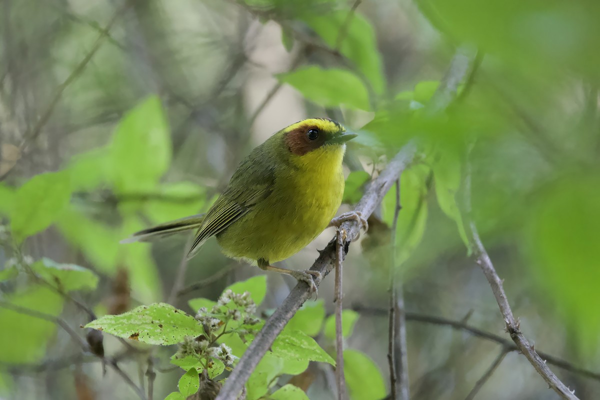 Golden-browed Warbler - ML640056507