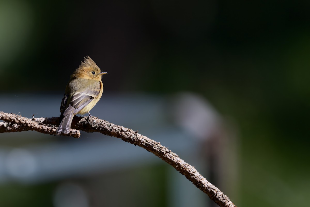 Tufted Flycatcher (Mexican) - ML640056562
