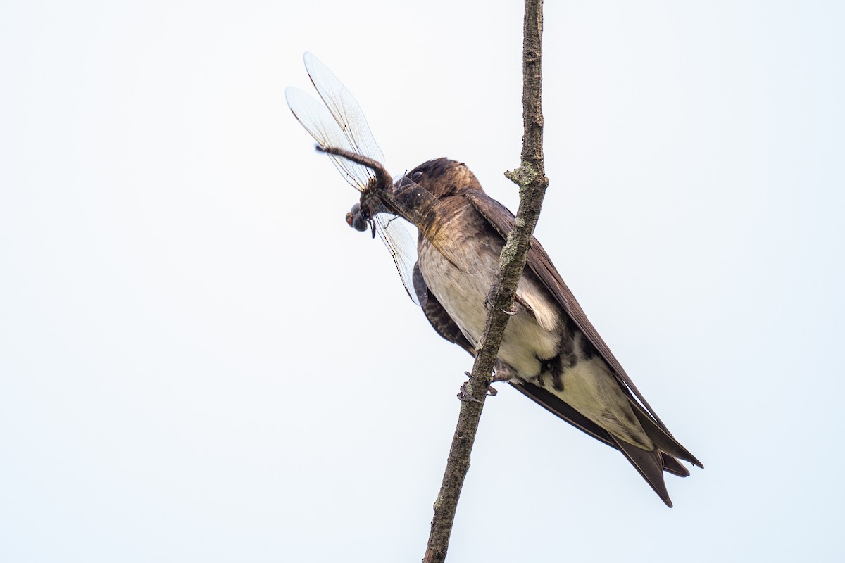 Purple Martin - ML640056563