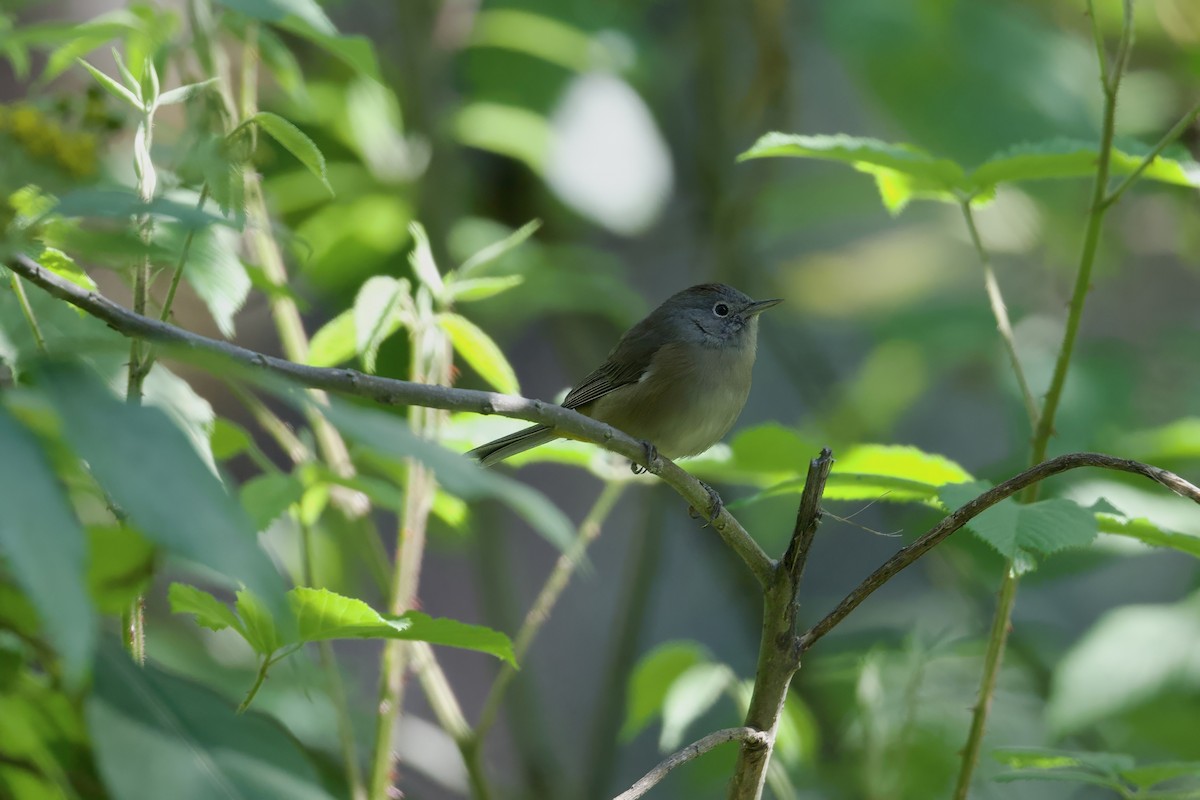 Colima Warbler - ML640056577