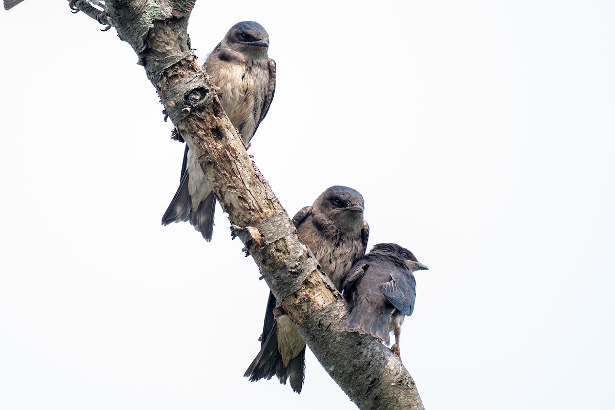 Purple Martin - ML640056581