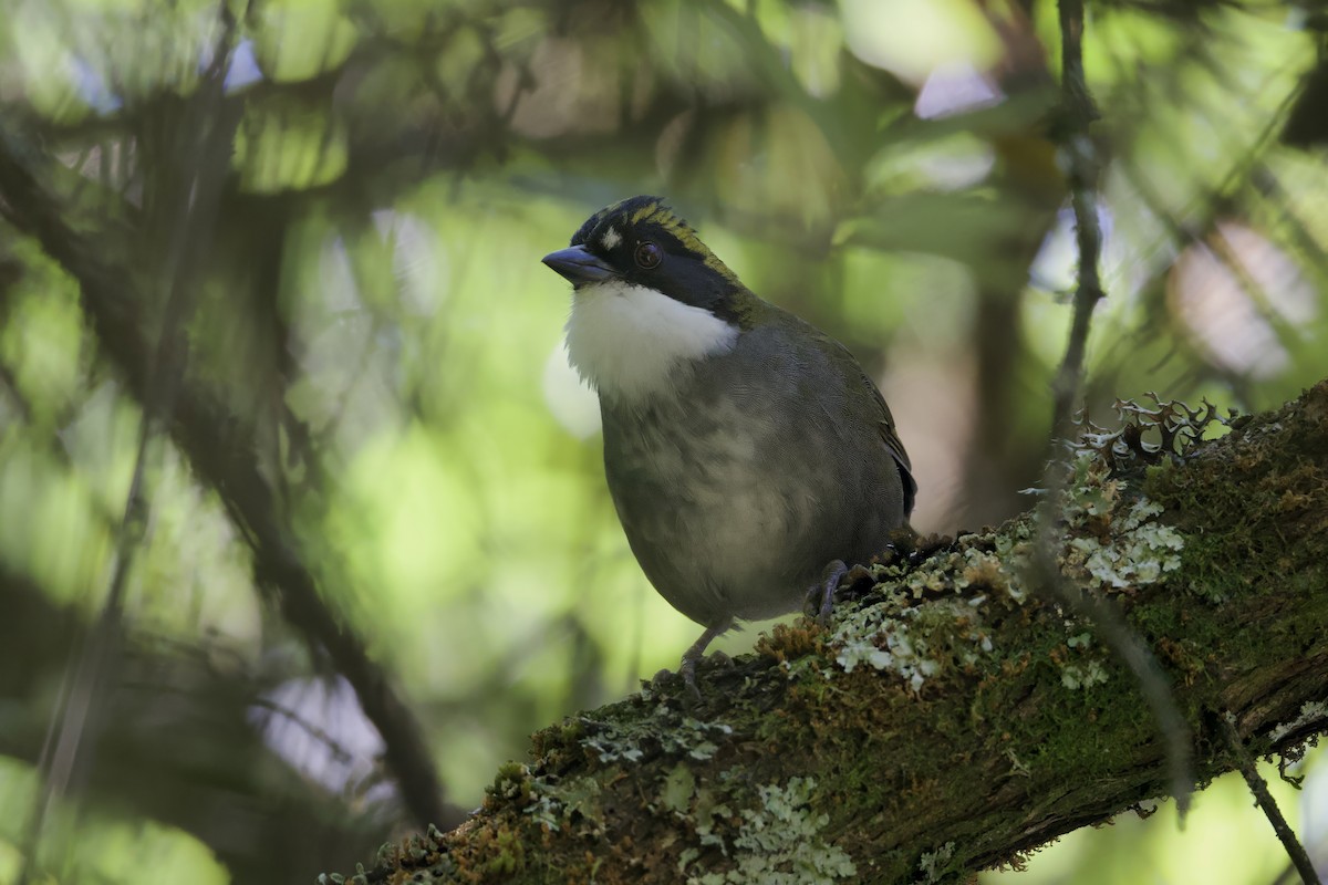 Green-striped Brushfinch - ML640056620