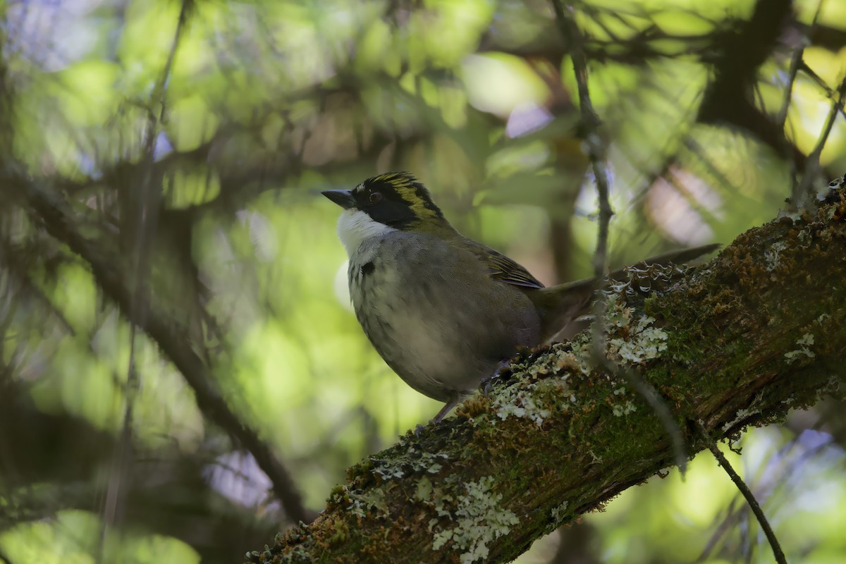 Green-striped Brushfinch - ML640056624