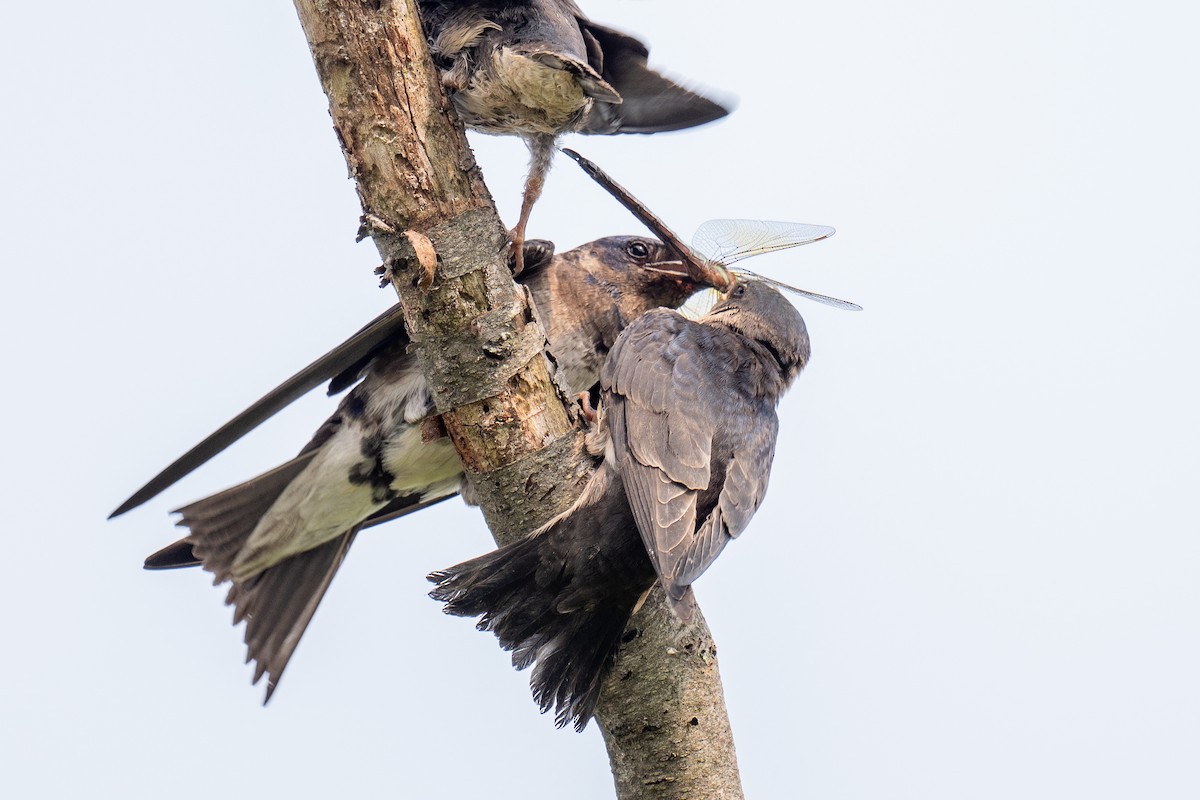Purple Martin - ML640056652