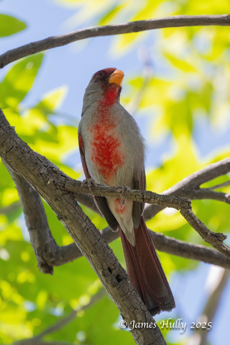 Cardinal pyrrhuloxia - ML640056689