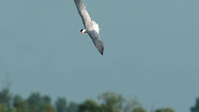 Caspian Tern - ML640056701