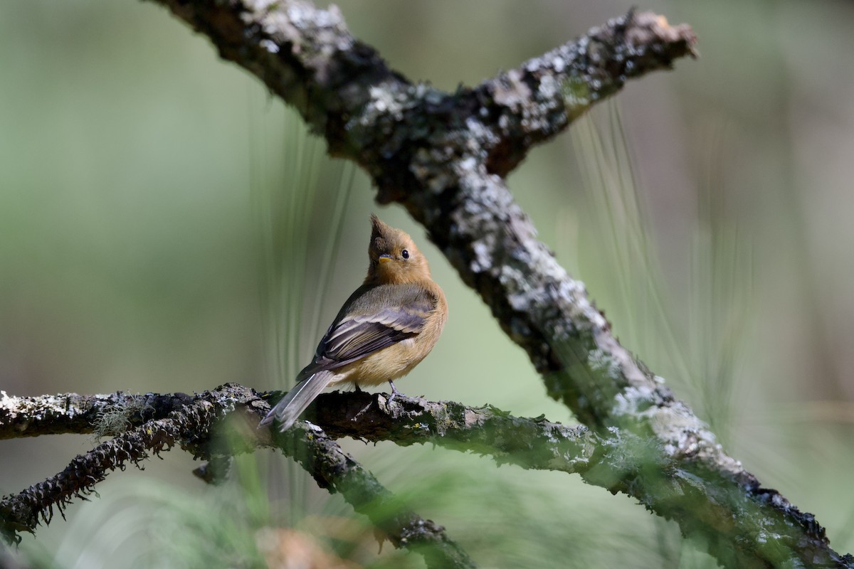 Tufted Flycatcher (Mexican) - ML640056764