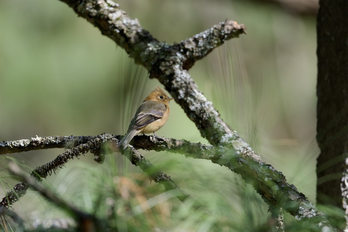 Tufted Flycatcher (Mexican) - ML640056768