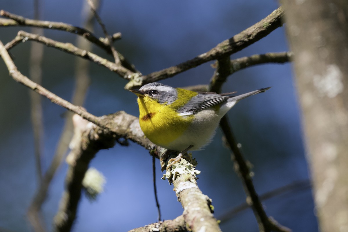 Crescent-chested Warbler - ML640056800