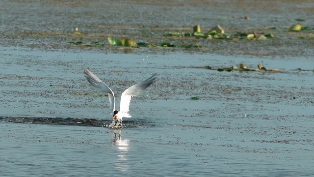 Caspian Tern - ML640056806
